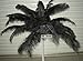 Ostrich Deluxe Formal BLACK- Feather Plume 18-24