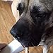 Pawstruck Small 3