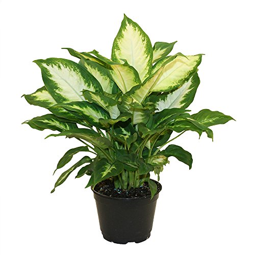 Costa Farms Dieffenbachia Camille in 6-Inch Grower Pot