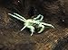 5 Live Thai Micro Spider Crabs (Limnopilos naiyanetri) - 1/4 to 1/2 inch in Diameter - Fully Aquatic! by Aquatic Arts