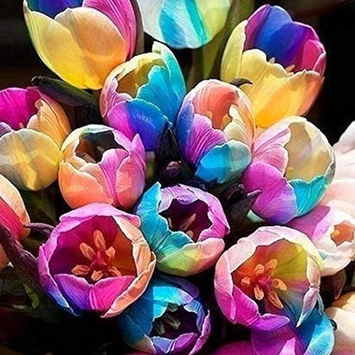 Wekold Rainbow Tulip Bulbs Seeds Garden Flower Plant Flowers, 100PCS per Bag