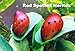 WorldwideTropicals Live Freshwater Aquarium Fish - (6) Varied Nerite Snails - 6 Pack of Mixed Nerites(Zebra, Red Spotted, Horned) Populate Your Fish Tank!