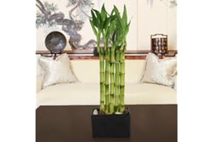 WINDOWBOX Garden Wall Lucky Bamboo Plant Arrangement