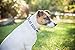 Dexil Limited Deaf Dog White Color Coded S M L XL Buckle Dog Collars Prevents Accidents by Warning Others of Your Dog in Advance (S-M Collar 10-17
