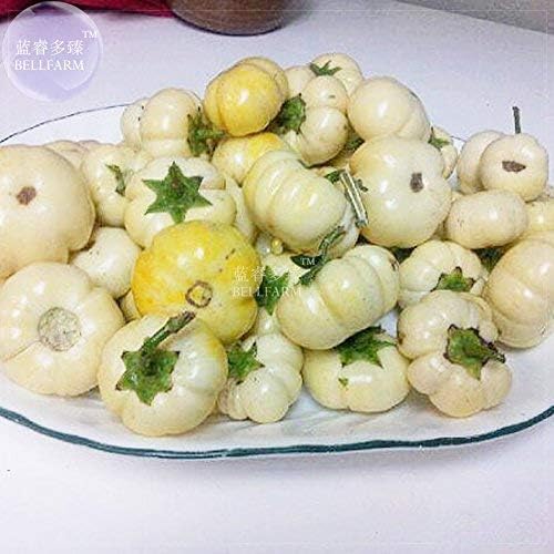 100 pcs Purely White African Eggplant Liberian Eggplant Solanum melongena Great for Garden High Getmination
