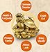 Feng Shui Wealth Prosperity Brass Dragon Turtle Statue Golden Good Luck Sculpture Free Set of 5 Lucky Charm Ancient Coins on Red String Chinese Charm of Prosperity Housewarming Congrat (Dragon Turtle)
