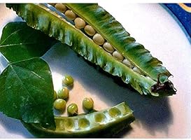 MOCRIS Frijol alado bonsai vegetal en maceta de alto brote: Amazon ...