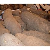 African Tuber of Yam (5 Tubers)