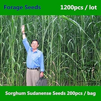Shopmeeko AnpassungsfÃ¤higkeit Sorghum Sudanense ^^^^ 1200pcs, aus Sorghum Drummondii Hybrid hergestelltes ^ ^^^, Familie Poa