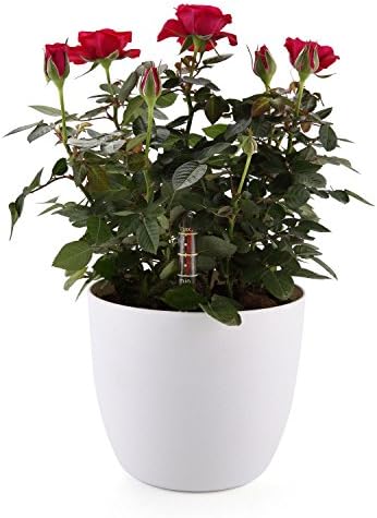 MuciHom 18CM Self Watering Plastic Planter with Water Level Indicator White, Modern Decorative Planter Pot for All House Plants, Flowers, Herbs, African Violets, Succulents
