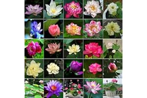 CZ GRAIN Lotus Seeds for Planting - Great for Koi Pond, Aquatic Plant, Water Lily (30 Seeds)