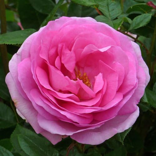 mum in a million standard rose