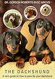 The Dachshund: A vet's guide on how to care for your Dachshund dog