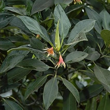 Orientalische Schwarze Mangrove (Bruguiera gymnorrhiza) Samen/Keimlinge ***Mangrovenbäume sind super seltene Zimmerpflanzen**