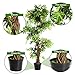 Goplus Fake Tree Artificial Sargent Gloryvine Plants in Nursery Pot Decorative Trees for Home, Office, Lobby (5ft Sargent gloryvine)