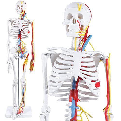 170cm Professional Human Skeleton Model, Life-Size Anatomical Skeleton - View #8