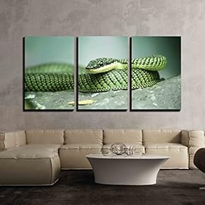 Close Up Golden Tree Snake Relax on The...