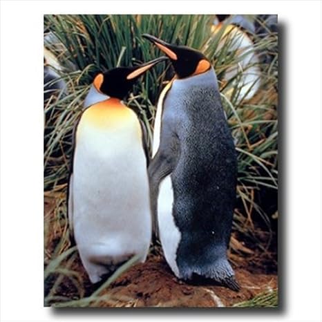 Amazon キングペンギン子供部屋動物野生生物壁画像16 X アートプリント アートフレーム ポスター オンライン通販