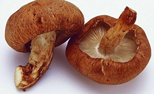 Nuovi 200pcs Bag Funghi Semi Divertente Succlent Fitosanitario Commestibile Vegetale 25 Tipi Di Funghi Semi Per Happy Farm Bianco Marrone Spedizione Gratuita Amazon It Giardino E Giardinaggio