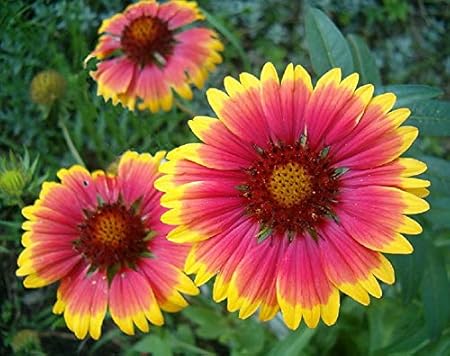 Splendour Seeds Gaillardia aristata flower seeds
