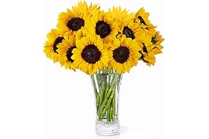 AQUAROSSA FARMS Fresh Cut Sunflowers Fresh Flowers for Delivery: Stunning Fresh Sunflowers Flower Bouquet, Real Live Sunflower Floral arrangements - 10 Long Stems for Flower Gift Delivery, Birthday, Get Well Flowers