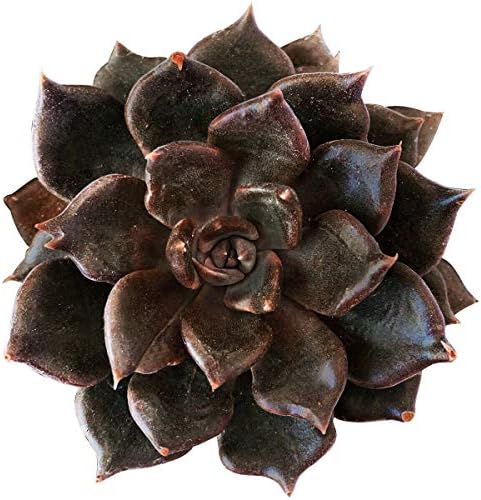 Echeveria Black Prince Succulent