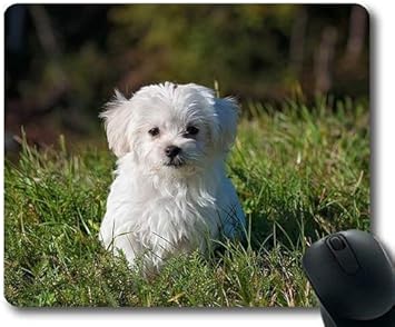 golden retriever small dog