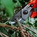 Flame bird Professional Bypass Pruning Shears,Anvil Pruner, Pruning Shears,Hand pruners,pruners for Garden, Garden Clippers,Fruit Tree Shears,Rose Pruning Shearsthumb 1