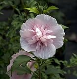 Pink Chiffon ™ Hibiscus syriacus 'JWNfour' PPAF - Rose of Sharon - Proven Winner