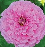 Flower Zinnia Giant Dahlia Flowered Bright Pink Heat Tolerant D1881 (Pink) 500 Open Pollinated Seeds by David's Garden Seeds