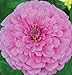 David's Garden Seeds Flower Zinnia Giant Dahlia Flowered Bright Pink D1881 (Pink) 100 Open Pollinated Seeds