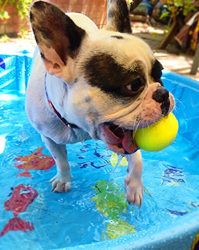 Ruff Dawg Ball Solid Rubber Dog Toy Small Assorted Neon Colors