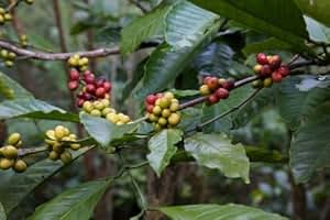 benghalensis coffee seeds