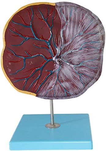 XIEJI Hot Anatomical Placenta Model, Umbilical Cord Model