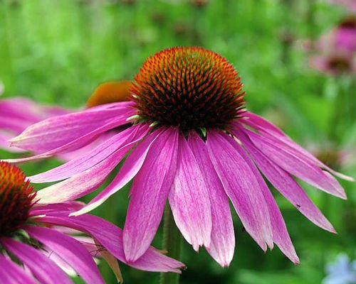 100+ ORGANIC Echinacea Purpurea Purple Coneflower Seeds Healthy Perennial Herb 100+ ORGANIC Echinacea Purpurea Purple Coneflower Seeds Healthy Perennial Herb