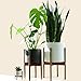 Fox & Fern Mid-Century Modern Plant Stand - Cherry - EXCLUDING 11
