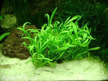 comment planter lilaeopsis novae zelandiae