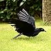 IMOSA Realistic Crow Decoration Crow Décor Crow Decoys Halloween Black Feather Raven 1 Pack Large Crow Prop Outdoor Halloween Décor (1 Pack Large)