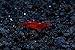 Live Freshwater Aquarium Shrimp Neocaridina (Bloody Mary (10 Pack))