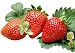 Albion Everbearing Strawberry 25 Bare Root Plants - NEW! Extra Large & Sweet