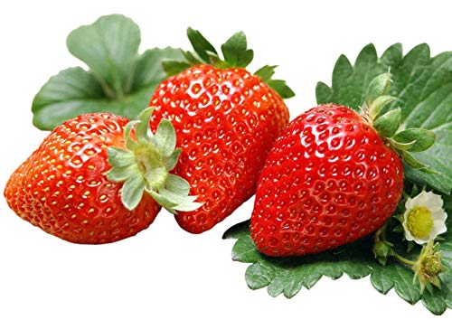 Albion Everbearing Strawberry 25 Bare Root Plants - NEW! Extra Large & Sweet