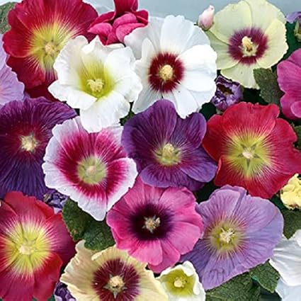 Splendour Seeds - Hollyhock Mix Double Flower Seeds(100 Seeds)