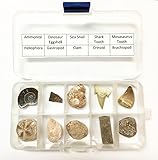 10 Piece Genuine Fossil Collection - Dinosaur Eggshell, Shark Teeth, Ammonite, Mosasaurus Tooth and More!