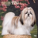 Shih Tzu 2019 12 x 12 Inch Monthly Square Wall Calendar with Foil Stamped Cover, Animals Small Dog B by