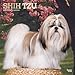 Shih Tzu 2019 12 x 12 Inch Monthly Square Wall Calendar with Foil Stamped Cover, Animals Small Dog B by