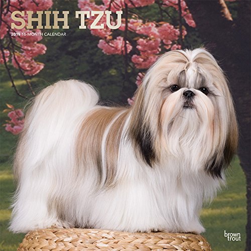 Shih Tzu 2019 12 x 12 Inch Monthly Square Wall Calendar with Foil Stamped Cover, Animals Small Dog B by