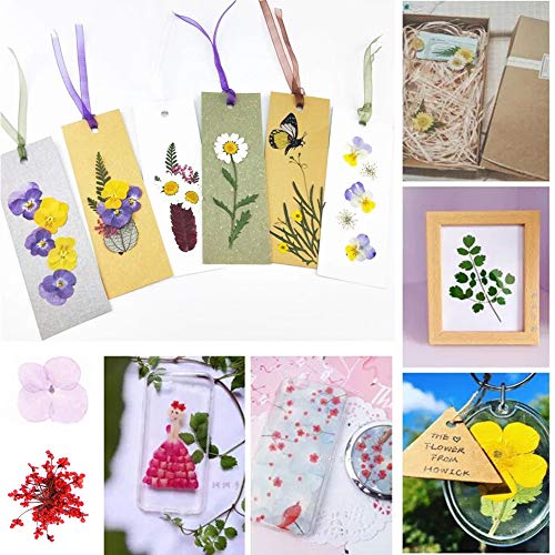 image for Aunifun Real Dried Pressed Flowers Assorted Colorful Daisies for Art C