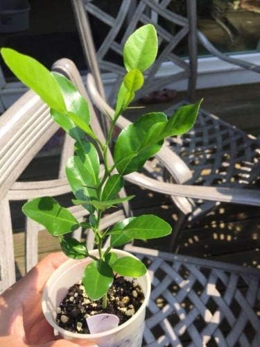 Kaffir Lime, Citrus Hystrix, Makrut Lime 6-10" Starter Plant.Seedling or Cutting (1 kaffirlime seelding 5-7")