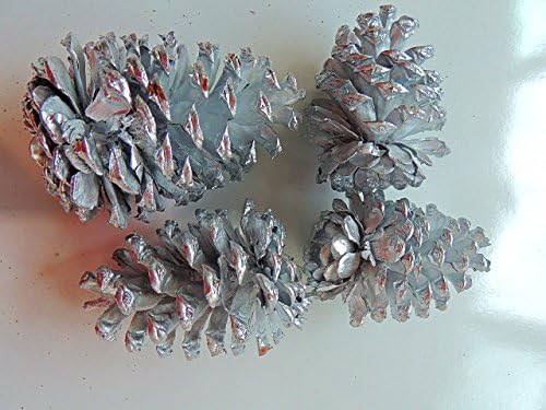 4 Large Silver Painted Natural Ponderosa Pine Cones.