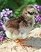 Baby Poultry Leg Bands 3/16